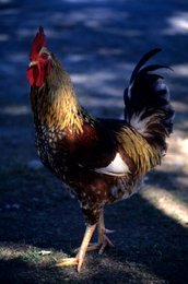 Animal;-Bird;-Comoros-Archipelago;-Farmyard;-France;-Indian-Ocean;-Kaleidos;-Kaleidos-images;-La-parole-à-limage;-Laurent-Abad;-Mayotte;-Poultry;-Rooster;-Stories-Pictures